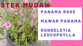 Cara menanam Panama rose RONDELETIA LEUCOPHYLLA [upl. by Ahsatan]