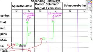 SC ascending pathways part2 [upl. by Lowrance]