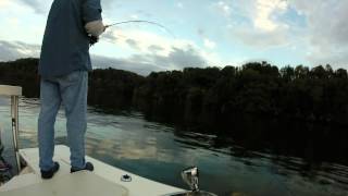 Fly Fishing for Striper on Smith Mountain Lake [upl. by Tak557]