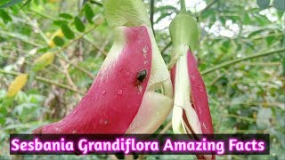 Amazing Fact About Hummingbird Tree  Sesbania Grandiflora  Kembang Turi [upl. by Ikkaj536]