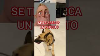 CUANDO SE TE ACERCA UN PERRITO aeropuertoenalerta [upl. by Cornelie75]