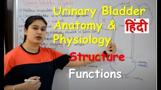 Urinary Bladder Anatomy amp Physiology in Hindi  Structure  Functions [upl. by Nosnibor877]