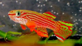 Aphyosemion Striatum killifish [upl. by Frida]