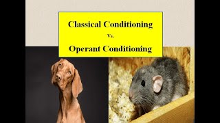 Classical VS Operant The Conditioning Theories Unveiled [upl. by Heigho]