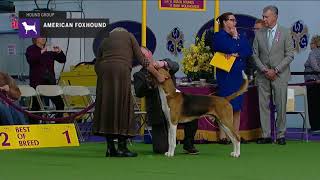 American Foxhounds  Breed Judging 2019 [upl. by Ybbor]