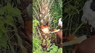 ఈత చెట్ల కొమ్మలు కత్తిరించుట palm tree farming shorts [upl. by Doownil418]