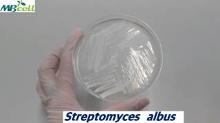 Actinomycete isolation agar [upl. by Gerick133]