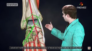 Dorsalis pedis artery Animated lecture   Lower limb Gross anatomy from Dr vishram singh [upl. by Crellen619]