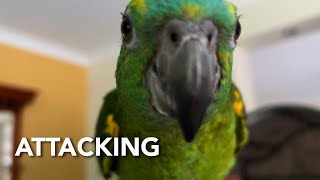 Female Amazon Parrot Attacks Camera for the First Time [upl. by Irroc]