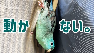 うちのサザナミインコがフリーズしています… [upl. by Bessie]