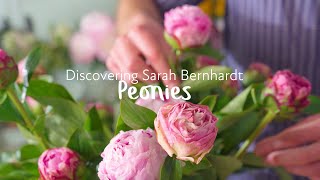 Discovering Sarah Bernhardt peonies [upl. by Gredel]