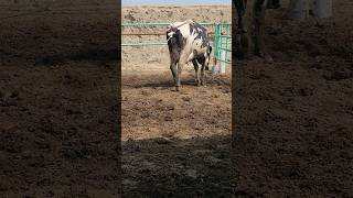 deliveryassisted calvingcow viral insemination [upl. by Misak297]