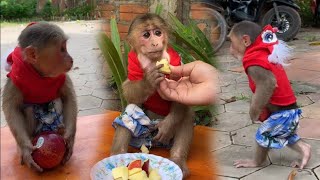 The little monkey eating apple look so cute [upl. by Nosral]