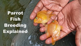 Parrot Fish Breeding Tamil  Vedha Fish Farm [upl. by Ahsilat814]