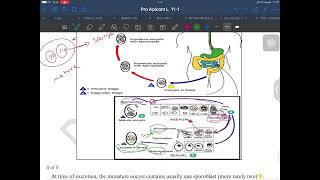 Lec 4  apicomplexa  coccidia  part 3 [upl. by Haret]