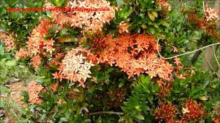 Ixora Flower  Red Plant No2 [upl. by Nadual]