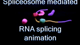 RNA splicing  spliceosome mediated splicing [upl. by Gudrin608]