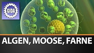 Trailer  Algen Moose Farne  Biologie  Schulfilm [upl. by Lasyrc446]