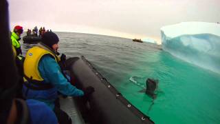 Leopard Seal Encounter [upl. by Hpesojnhoj589]