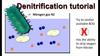 How does denitrification work and simultaneous nitrificationdenitrification [upl. by Modestine]