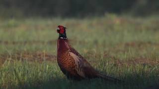 Bażant Phasianus colchicus samiec  pheasant [upl. by Neelcaj]