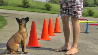 Malinois Puppy Training  12 weeks [upl. by Dar52]