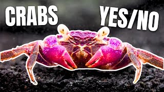 Here Are 15 Freshwater Crabs YOU Can Keep [upl. by Leffen]