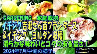 イチジク【XYOSSIYの果樹チャンネル】2024年7月中旬の様子 吉瀬さんフランダース＆イチジク ヨルダン収穫：その極上の美味 [upl. by Amzu]