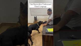 Rottweiler Dogs Hindi Mein Baat Karte Hain shorts rottweiler dogs youtubeshorts namitaology [upl. by Regdor]