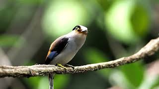 Silverbreasted broadbill [upl. by Danzig]