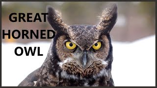 Great horned owl call from big forest [upl. by Llerrat]