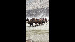 Double Hump Camels in Nubra Valley Hunder A Unique Sight [upl. by Letnahc]