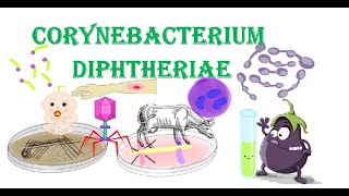 Corynebacterium diphtheriae  Visual Mnemonic  Microbiology  Bacteriology [upl. by Hnad]