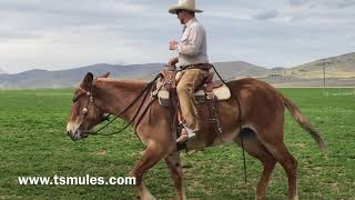 Everyday Mulemanship Challenge Week 18 [upl. by Zebadiah708]