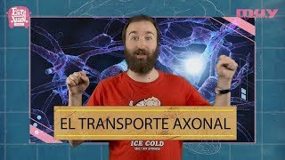 El transporte axonal  Neuropíldoras 18 [upl. by Mac]