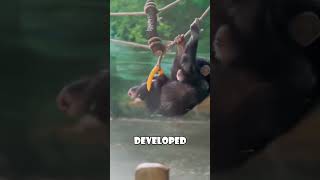 The Heartbreaking Story of a Depressed Baby Chimp Who Found Hope animals love [upl. by Nylyrehc]