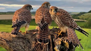 Kestrel Chicks Fly Free at Last  Mr amp Mrs Kes  Wild Lives  Robert E Fuller [upl. by Adaiha331]