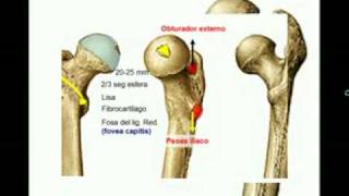 OSTEOLOGIA DE MIEMBRO INFERIOR 4 Diagnostico X [upl. by Peregrine814]