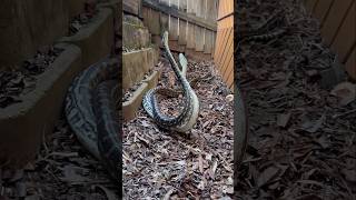 More Coastal Carpet Pythons fighting These 2 came from a property in Palmwoods snakesofinstagram [upl. by Suryt]