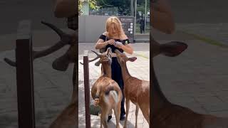 Nara Deer  Japan Park narajapan zoo naradeer animalsshorts trending zipanishort [upl. by Retlaw348]