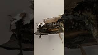 Wasp nest in house and why you should remove the nest [upl. by Godfree]