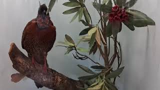 Satyr Tragopan Bird display in CST Museum [upl. by Marzi]