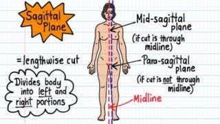 Anatomical Terms  Drawn amp Defined Updated [upl. by Bound]