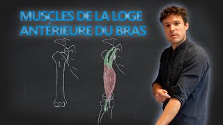 Anatomie des muscles de loge antérieure du bras [upl. by Odraner550]