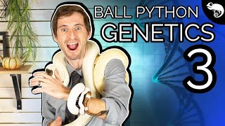 Ball Python Genetics 3 Single Gene Crosses [upl. by Jeremiah]