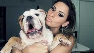 Como é ter um Buldogue Inglês  Dicas e Curiosidades sobre meu Bolota  By Raka Minelli ♥ [upl. by Aisatna]