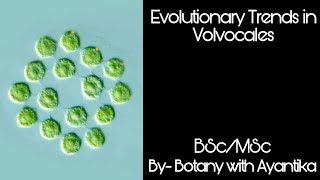 Evolutionary Trends in Volvocales [upl. by Briano710]