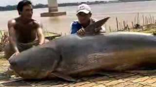 Giant Catfish of Mekong River weighs over 600LBS [upl. by Eilsew]