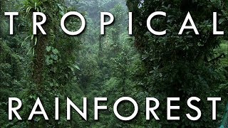 The Tropical Rainforest Climate [upl. by Yllas]