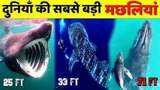 top7 biggest fish in the world wildlife biggestfish [upl. by Ardnosal]